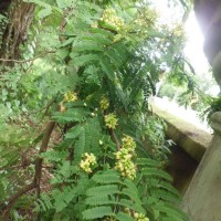 Libidibia coriaria (Jacq.) Schltdl.